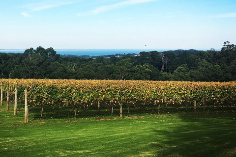Yarra Valley Wine Tour Inc Lunch With A Glass Of Wine, Tastings And Chocolate - Coogee Beach Accommodation 2