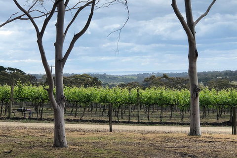 Yarra Valley Wine Tour Inc Lunch With A Glass Of Wine, Tastings And Chocolate - Coogee Beach Accommodation 3