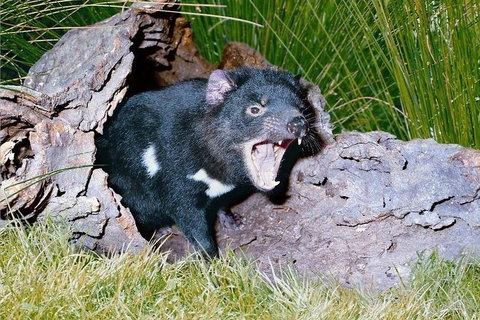 Private Blue Mountains Tour With Kangaroo And Koala Experience - Coogee Beach Accommodation 0