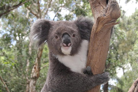 Private Blue Mountains Tour With Kangaroo And Koala Experience - Coogee Beach Accommodation 2