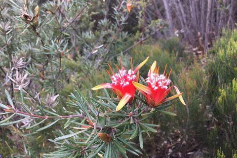 Private Blue Mountains Tour With Kangaroo And Koala Experience - Coogee Beach Accommodation 4