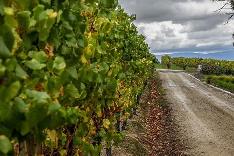 Yarra Valley Public Winery Tours - Coogee Beach Accommodation 2