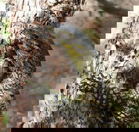 Byron Bay Combo Minyon Falls and Hinterland Day Trip and Learn to Surf at Byron Bay - Coogee Beach Accommodation