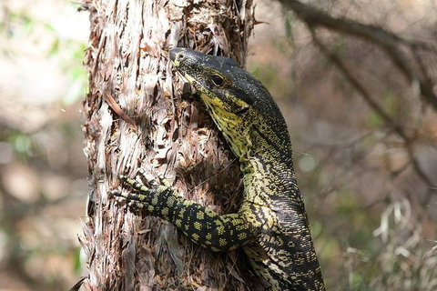 Byron Bay Combo: Minyon Falls And Hinterland Day Trip And Learn To Surf At Byron Bay - Coogee Beach Accommodation 0