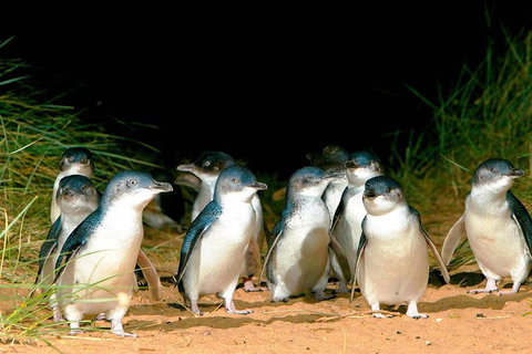 Phillip Island Penguins Private Tour - Coogee Beach Accommodation 0