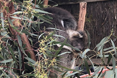 Phillip Island Penguins Private Tour - Coogee Beach Accommodation 2