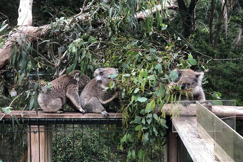Phillip Island Penguins Private Tour - Coogee Beach Accommodation 3