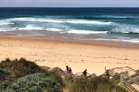 Phillip Island Penguins Private Tour - Coogee Beach Accommodation 4