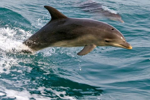 1.5HR Mudjimba Island Wildlife Safari - Coogee Beach Accommodation 0