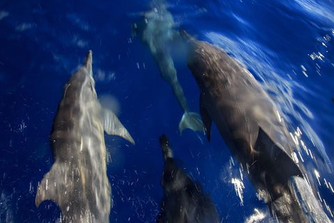1.5HR Mudjimba Island Wildlife Safari - Coogee Beach Accommodation 3