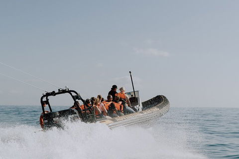 Adventure Whale Watching Tour Mooloolaba - Coogee Beach Accommodation 0