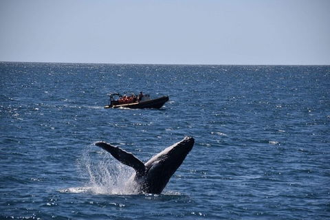 Adventure Whale Watching Tour Mooloolaba - Coogee Beach Accommodation 1