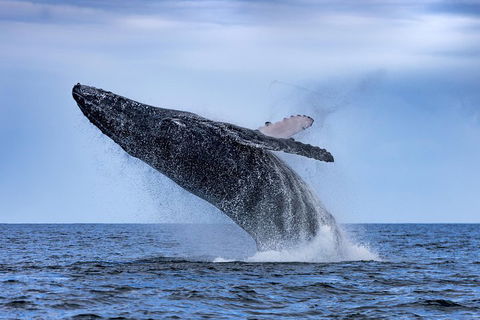 Adventure Whale Watching Tour Mooloolaba - Coogee Beach Accommodation 2