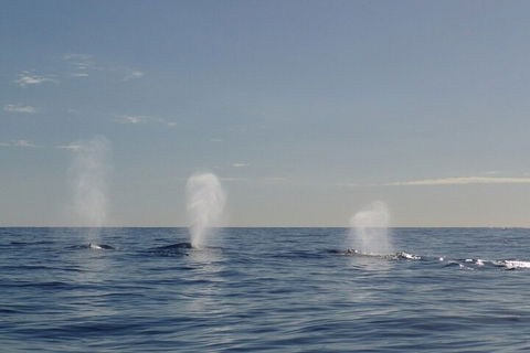 Adventure Whale Watching Tour Mooloolaba - Coogee Beach Accommodation 3