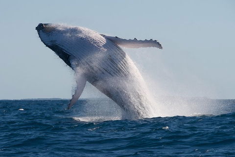 Adventure Whale Watching Tour Mooloolaba - Coogee Beach Accommodation 5