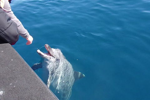 Noosa Wild Dolphin Safari - Coogee Beach Accommodation 0