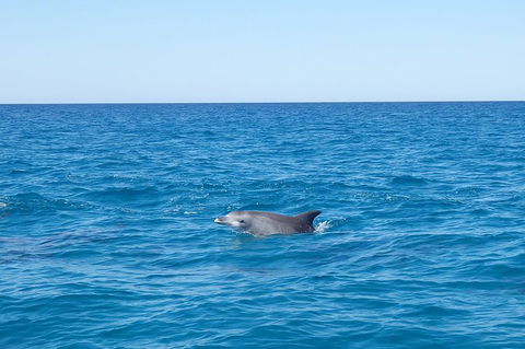Noosa Wild Dolphin Safari - Coogee Beach Accommodation 1