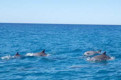 Noosa Wild Dolphin Safari - Coogee Beach Accommodation 5
