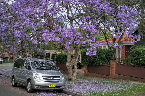 Sydney Secrets & Bondi Beach Private 4 Hr Morning With Personalised Sydney Tours - Coogee Beach Accommodation 0