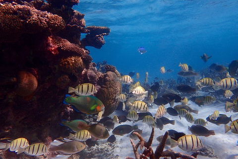 Lagoon Explorer - Ningaloo Reef Full-Day Kayaking And Snorkeling Adventure - Coogee Beach Accommodation 2