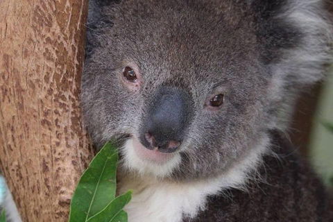 All Inclusive Blue Mountains Small-Group Day Trip From Sydney - Coogee Beach Accommodation 1