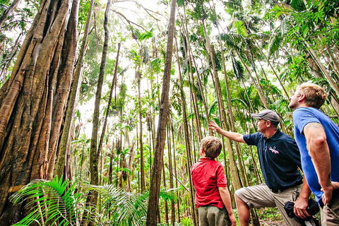 Natural Bridge & Springbrook Waterfalls Tour + Hot Air Balloon With Breakfast - Coogee Beach Accommodation 5