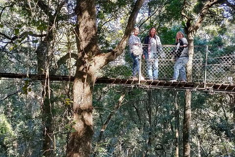 Lamington National Park, O'Reilly's & Vineyard Tour - Coogee Beach Accommodation 2