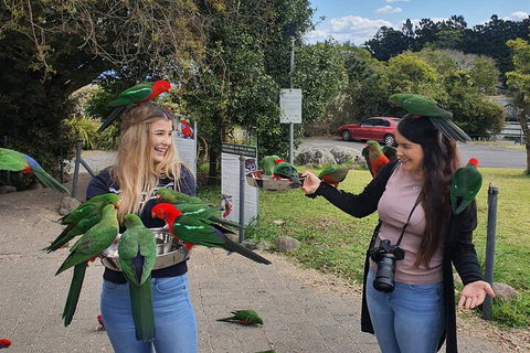 Lamington National Park, O'Reilly's & Vineyard Tour - Coogee Beach Accommodation 5