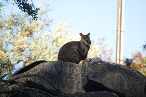 The Explorers' Discovery Tour - Gold, Wine & Wildlife - Coogee Beach Accommodation 4