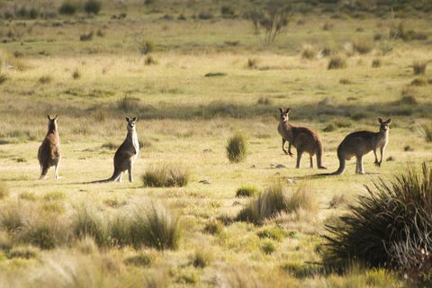 The Explorers' Discovery Tour - Gold, Wine & Wildlife - Coogee Beach Accommodation 5
