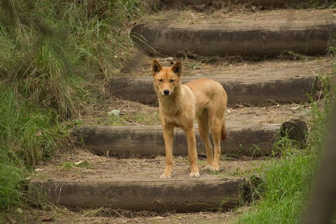 Blue Mountains Small-Group Insider Tour From Sydney - Coogee Beach Accommodation 3