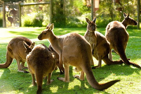 Yarra Valley Wine And Wildlife Self-Driving Tour - Coogee Beach Accommodation 4