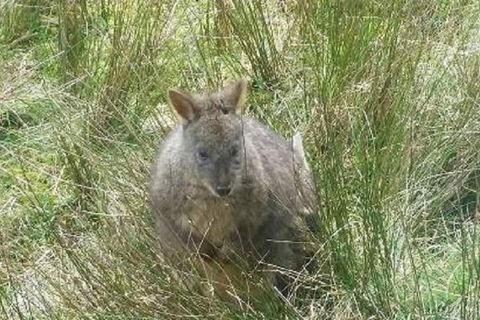 Leven Canyon Day Trip Including Wings Wildlife Park Or Gunns Plains Caves - Coogee Beach Accommodation 3