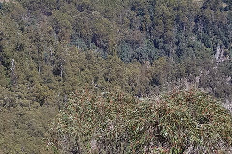 Leven Canyon Day Trip Including Wings Wildlife Park Or Gunns Plains Caves - Coogee Beach Accommodation 4