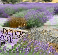 Kangaroo Island Food and Wine Trail Tour - Coogee Beach Accommodation