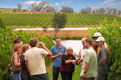 Yarra Valley Balloon Flight And Winery Tour - Coogee Beach Accommodation 4