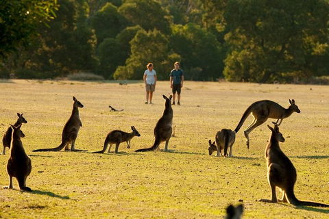Grampians National Park Small-Group Eco Tour From Melbourne - Coogee Beach Accommodation 4