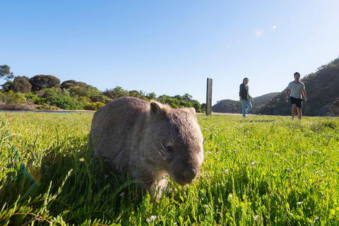 Wilson's Promontory Small Group Eco Tour From Melbourne - Coogee Beach Accommodation 2