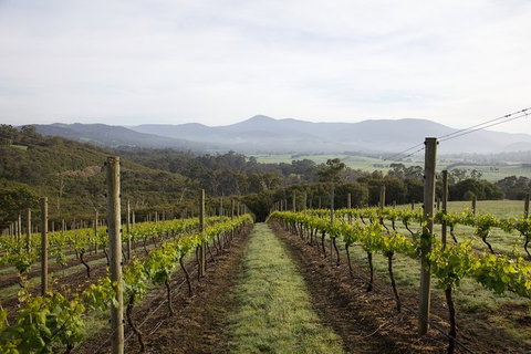 Yarra Valley 2-6 Guests Premium Food And Wine Inc Lunch At Dominique Portet - Coogee Beach Accommodation 1