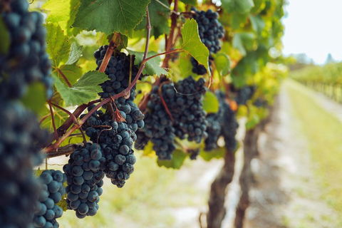 Yarra Valley 2-6 Guests With Lunch And Gin Tasting At Four Pillars - Coogee Beach Accommodation 1