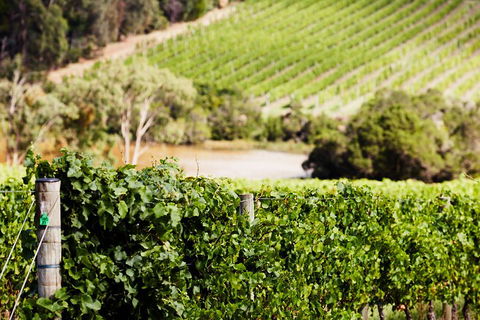 Yarra Valley Premium Tour Inc Lunch And Cheese, Chocolate Fondue At Rochford - Coogee Beach Accommodation 5