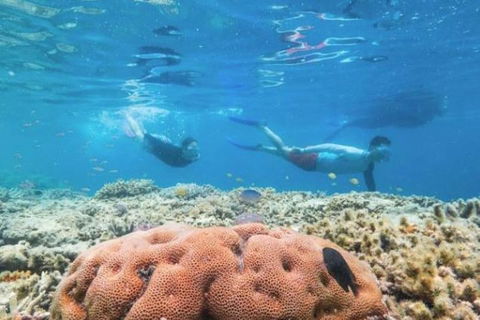 Great Barrier Reef Day Cruise To Reefworld - Coogee Beach Accommodation 1