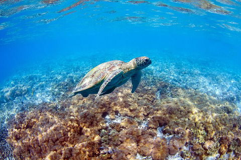 Great Barrier Reef Day Cruise To Reefworld - Coogee Beach Accommodation 5