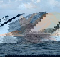 Byron Bay Whale Watching Cruise - Coogee Beach Accommodation