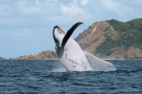 Byron Bay Whale Watching Cruise