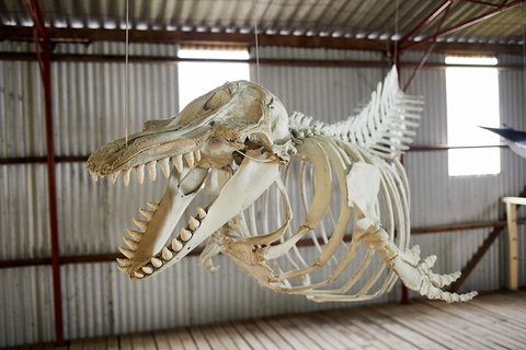 Albany's Whale Story - Coogee Beach Accommodation 3