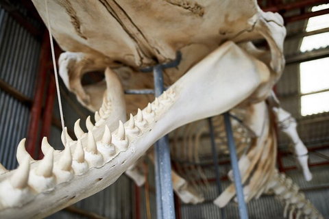 Albany's Whale Story - Coogee Beach Accommodation 5