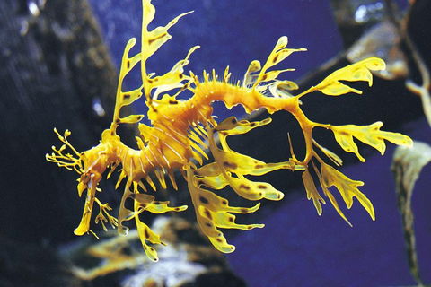 SEA LIFE Melbourne Aquarium Admission Ticket - Coogee Beach Accommodation 0