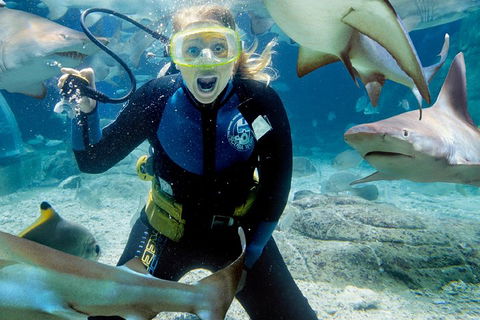 Shark Dive Experience At SEA LIFE Melbourne Aquarium - Coogee Beach Accommodation 0