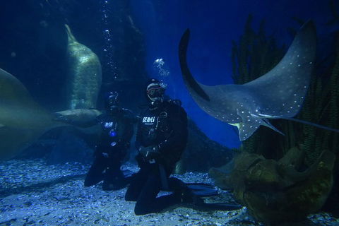 Shark Dive Experience At SEA LIFE Melbourne Aquarium - Coogee Beach Accommodation 1